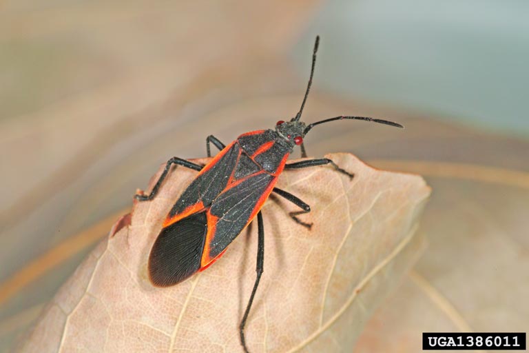 Boxelder bug - bugwood Joseph Berger.jpg